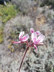 Pelargonium dipetalum