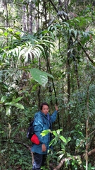 Tacca leontopetaloides image