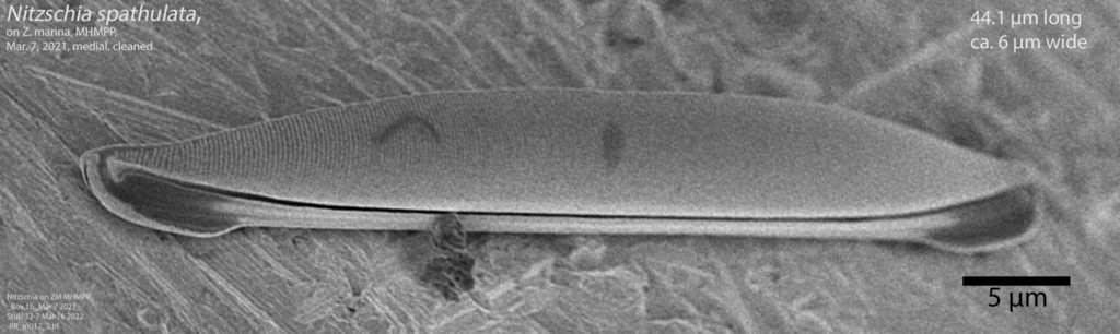 Homoeocladia spathulatoides