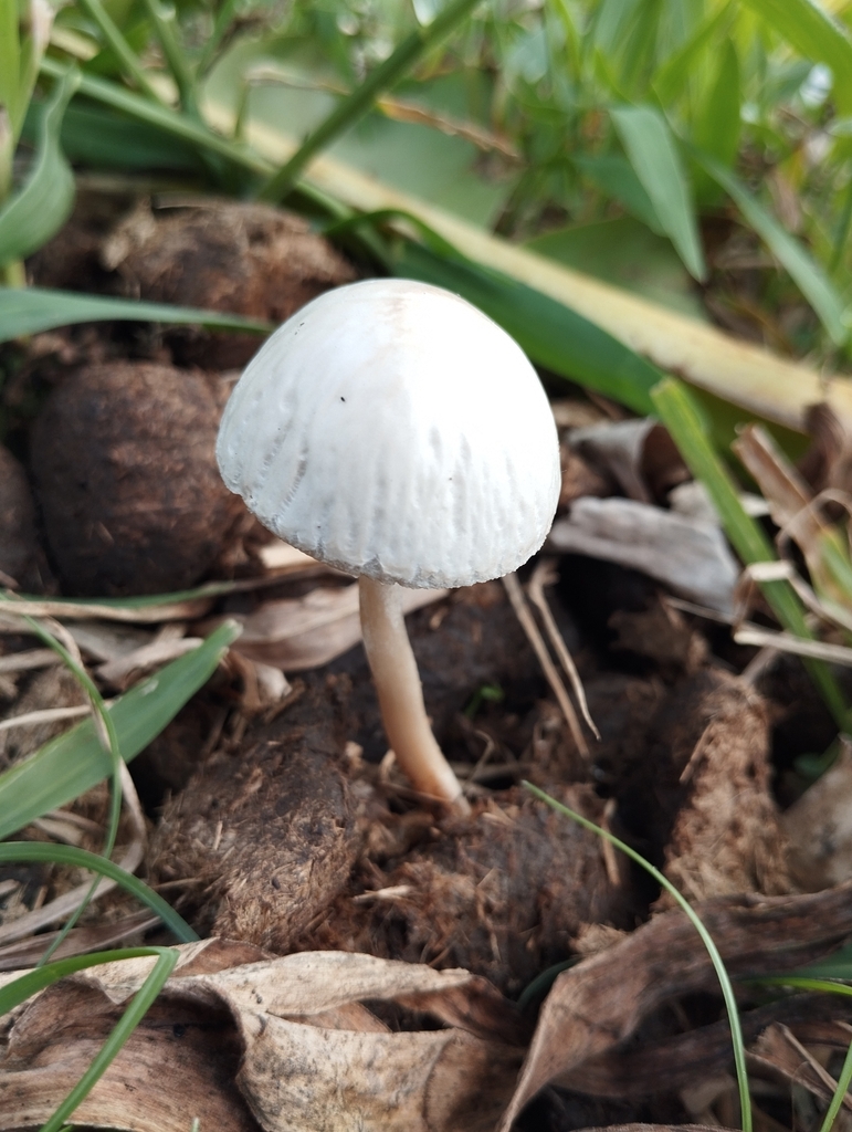 Panaeolus antillarum · December 2023 · photo: © pablocauapc (iNaturalist, cc-by)