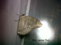 Archaeoprepona demophon centralis