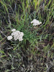 Lomatium nevadense