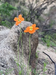 Papaver californicum