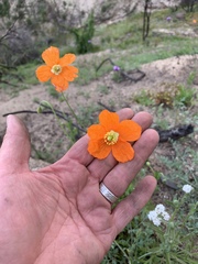 Papaver californicum