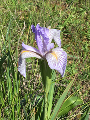 Iris longipetala