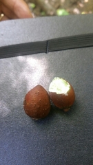 Sapotaceae