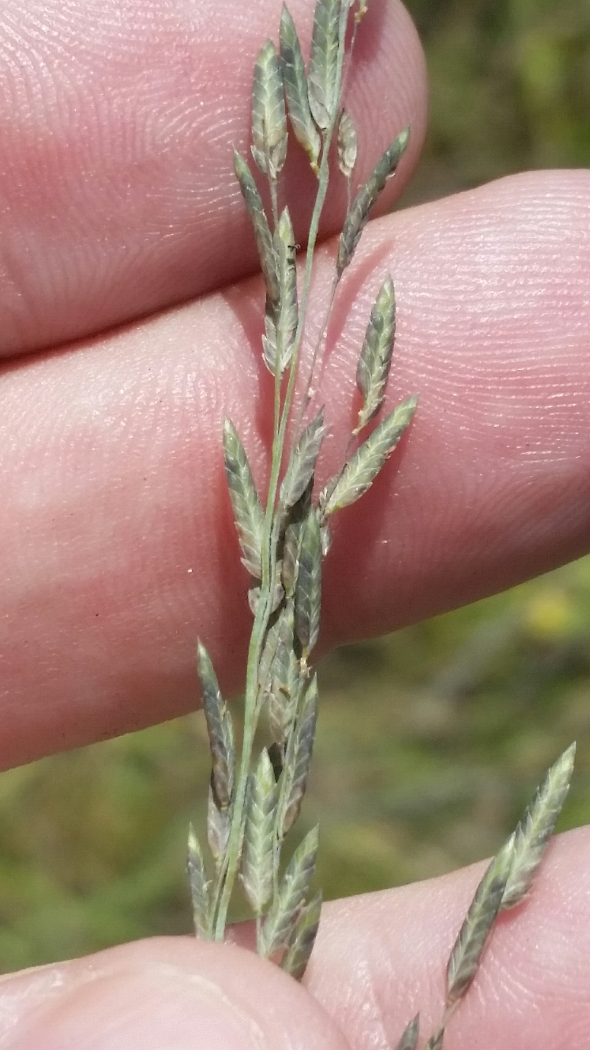 (c) Jay Horn, certains droits réservés (CC BY) https://www.inaturalist.org/observations/21950759