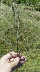 Eragrostis atrovirens image