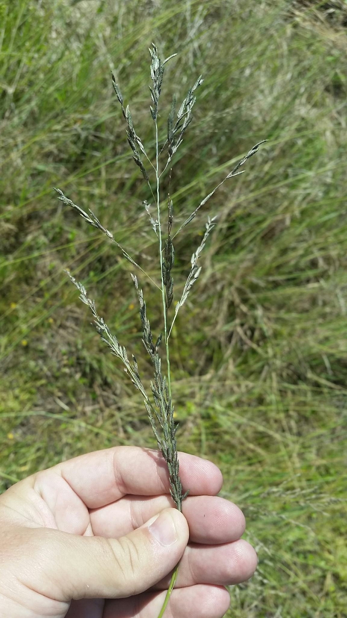 (c) Jay Horn, certains droits réservés (CC BY) https://www.inaturalist.org/observations/21950759
