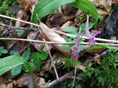 Corydalis caucasica