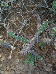 Opuntia aurantiaca