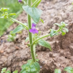 Sairocarpus nuttallianus