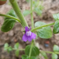 Sairocarpus nuttallianus