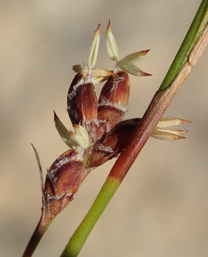 Fringed Tetrar
