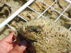 Pachygrapsus