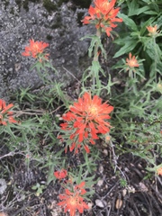 Castilleja foliolosa