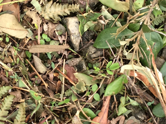 Trilophidia annulata