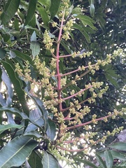 Mangifera indica image