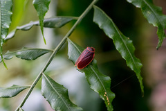 Iphirhina