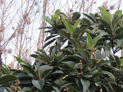 Cynanthus latirostris