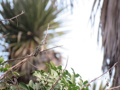 Cynanthus latirostris