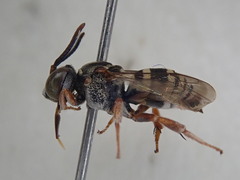 Epeolus pusillus