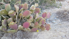 Opuntia comonduensis
