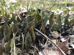 Erythronium albidum