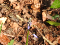 Hyacinthoides non-scripta