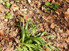 Hyacinthoides non-scripta