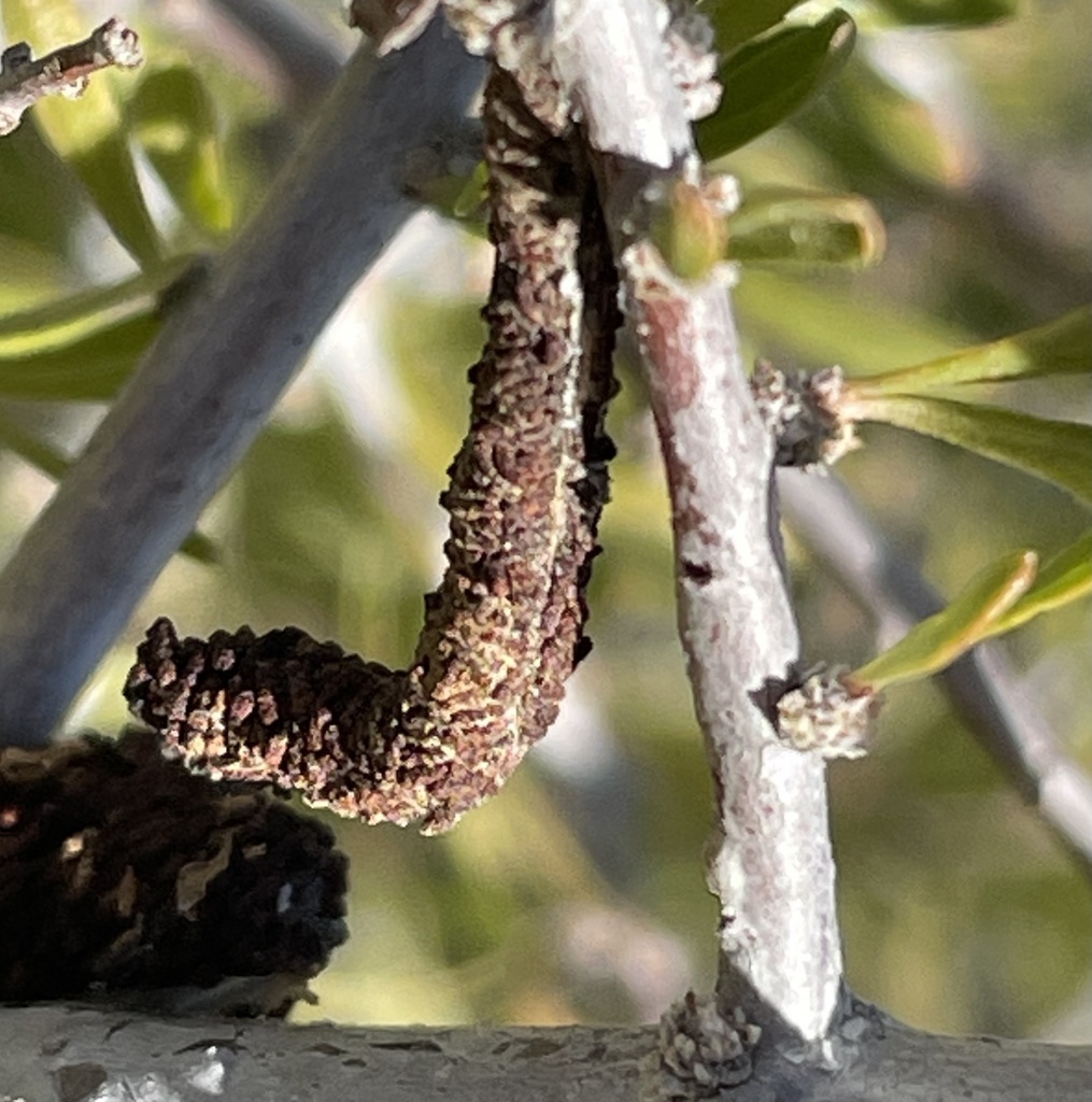 Litocala Moth