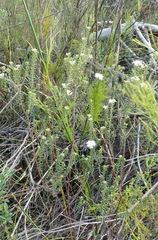 Agathosma blaerioides