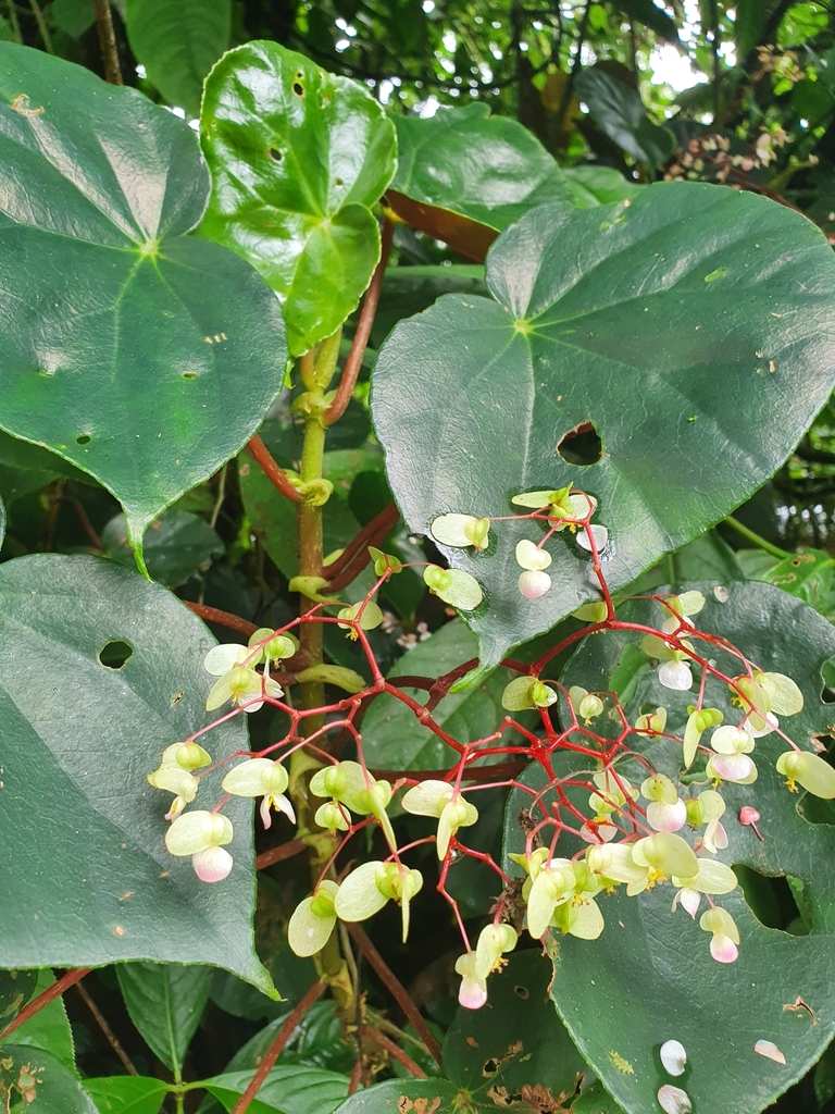Begonia multinervia