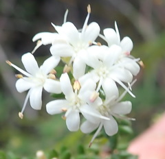 Agathosma blaerioides
