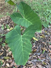 Xanthosoma sagittifolium image