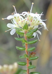 Agathosma blaerioides