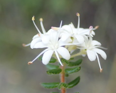 Agathosma blaerioides