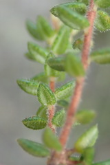 Agathosma blaerioides