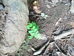 Adiantum philippense image