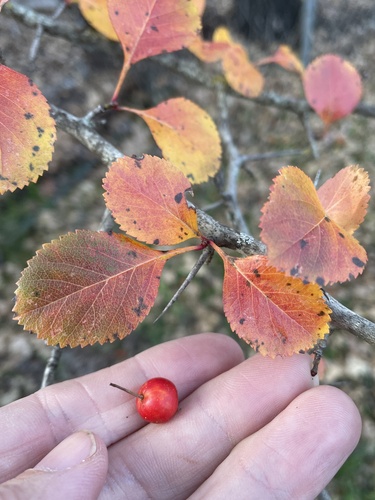Reverchon's hawthorn (Crataegus reverchonii)