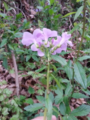 Cardamine bulbifera