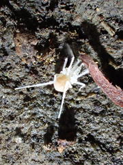 Phalangodidae