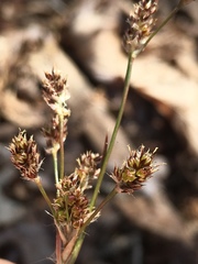 Luzula acuminata carolinae