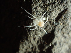 Phalangodidae