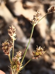 Luzula acuminata carolinae
