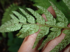 Polystichum dudleyi