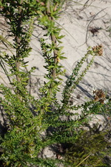 Selago glomerata