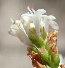 Selago glomerata