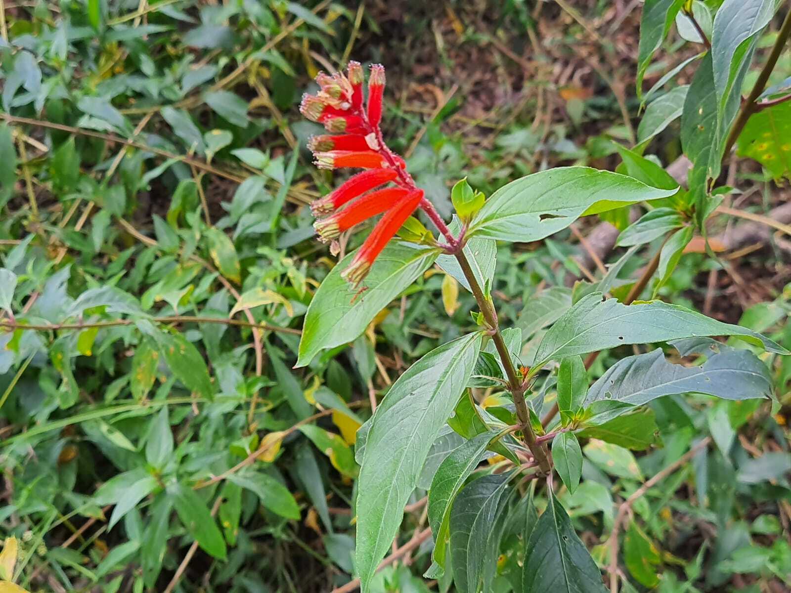 Cuphea melvilla