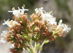 Selago glomerata